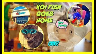 PETSMARTKID buying KOI Fish🐟 ADOPT CAT🐈 60 YEARS OLD FISH [upl. by Severen]