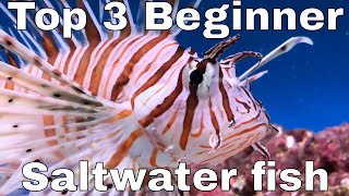 TESTING Your Tank – Beginner Saltwater Budget Aquarium [upl. by Adnam]