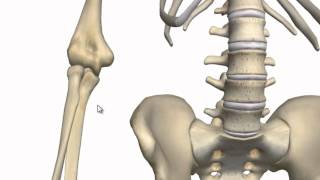 Elbow Joint  3D Anatomy Tutorial [upl. by Pega]