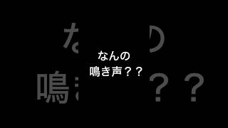 なんの鳴き声？😳 柴犬コロ クイズ 謎解き 脳トレ おもしろ funny shibainu dog [upl. by Dahlia]