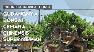 Li Zhong HongMasternya bonsai cemara sinensis di KaoshiongTaiwan [upl. by Alexa13]