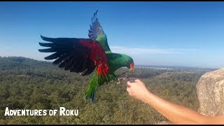 Eclectus amp Major Mitchell Parrot Free Flying [upl. by Jacoby566]