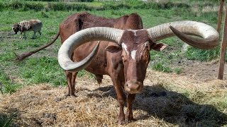 Giant Watusi like a big old dog [upl. by Onig949]