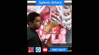 Splenic Artery  Abdomen Anatomy [upl. by Maria595]