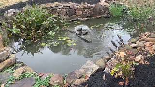 Koi Pond Video for 406 Ellen Street Rockwood TN 37854 [upl. by Jania947]