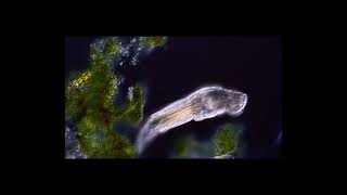 Rotifer Philodina roseola [upl. by Trepur]