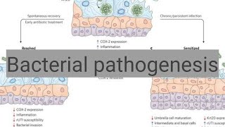 Microbiology the Catalase test [upl. by Emoraj]