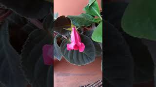 Gloxinia planta linda de meia sombra [upl. by Eihctir557]