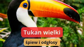 Jak wygląda tukan Odgłosy tukana [upl. by Llebasi]