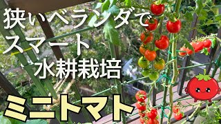 【ミニトマト水耕栽培】土いらずでコンパクトに育てるベランダ菜園🍅植え付け～収穫・撤収まで🌱ペットボトルで脇芽も育つ？！ [upl. by Anowahs840]