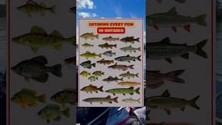 Catching Every Fish in Ontario Part 5 Walleye [upl. by Georgeanna]