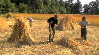 wimpole wheat harvest 2011 [upl. by Ajnek]