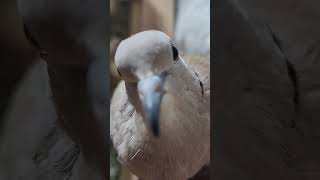 Ringneck Dove Male singing They make amazing pets 317 7561680 Doves birds [upl. by Yurt]