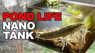 Pond Life  Nano Tank  How To No Filter No Heater No Ferts No co2 [upl. by Sternberg]