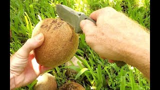 First Time Trying Mamey Sapote Fruit [upl. by Pren]