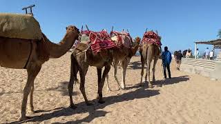 Dromadaires sur le bord de mer d Essaouira ♥️ maroc travel essaouira visit plage dromadaire [upl. by Etnad443]