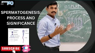 Spermatogenesis process and significance [upl. by Snoddy]