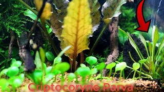 Ficha Cryptocoryne Parva PLANTAS DE ACUARIO  AquaTips [upl. by Neened]