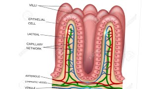 how to draw intestine villi part 2 [upl. by Fiona593]