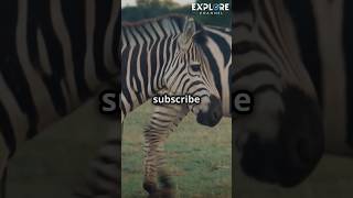 🛑WHY ZEBRAS HAVE STRIPES 🦓🦓youtubeshorts shortvideo shortfeed [upl. by Moor107]