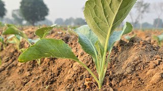 अक्टूबर में लगाई है दिसंबर में चालू हो जाएगी  Noble Seeds  ₹10 किलो का भी भाव मिला तो बल्ले बल्ले [upl. by Einotna]