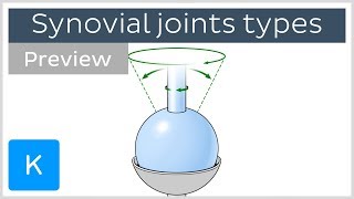 Types of synovial joints preview  Human Anatomy  Kenhub [upl. by Ramahs729]