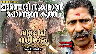 ഇടത്തൊട്ടി സുകുമാരൻ പൊന്നേട്ടനെ കുത്തി വിറപ്പിച്ച് സിങ്കം Onakkoor Ponnan  Elephant Frames PART 5 [upl. by Sidhu]