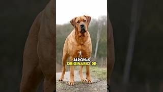 3 razas de perros que están prohibidas en Estados Unidos [upl. by Ongineb250]