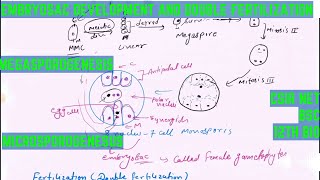 embryo sac development and double fertilization in plants for csir net life science development bio [upl. by Naltiak]