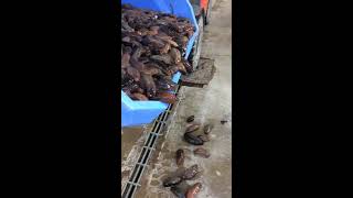 Oozing Orangefooted Sea Cucumbers in Maine [upl. by Amsirahc]