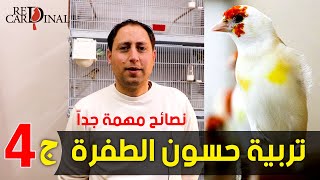 تربية حسون الطفرة الجزء الاول 4 breading goldfinches mutation part 4 [upl. by Gault458]