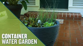 Easy Container Water Garden For Your Patio [upl. by Vasya]