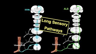 Long sensory pathways [upl. by Caassi]