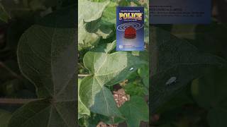 Police Insecticide  Fipronil  Imidacloprid cotton agribusiness bscagriculture [upl. by Pliner]