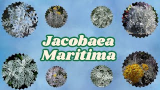 Conheça a Planta Jacobaea Maritima [upl. by Assiruam]