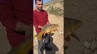 Sazan Avı Bütün Trofeler Bu Barajdan Bu Yıl 😲😲😲😲😲🎣🐬🐬🐬🐬 Havasından mı Suyundan mı fishing sazanavı [upl. by Tocs]