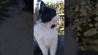 catvideos sommer flowers sommerferie йорк florist cat котята love [upl. by Rosel475]