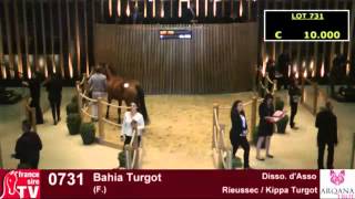 Ventes Arqana Trot 2015  Vente de Yearling Trotteur  Jour 4 [upl. by Johannes]