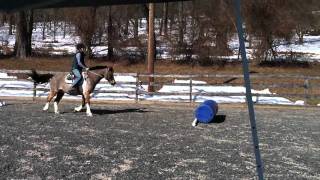 Boomerang  Chincoteague Pony  Obstacle Course Practice [upl. by Oah]