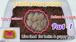 How to Easily Culture Grindal Worm  Unlimited Live Food for Betta amp Guppy fry [upl. by Mansfield]