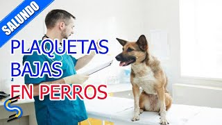 Plaquetas bajas en perros Causas y tratamiento [upl. by Thamos]