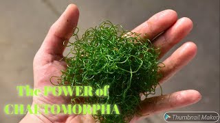 VLOG 9 The Power Of Chaetomorpha  si Macro Algae AJAIB [upl. by Ainoda]