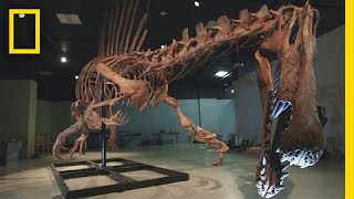 Bigger Than T rex Spinosaurus  National Geographic [upl. by Apgar]