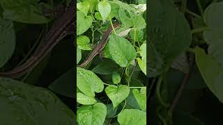 庭のカナヘビ garden japanese grass lizard [upl. by Odelle817]