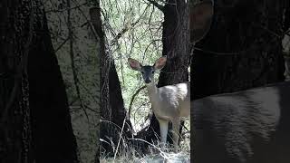 Deer in the Wind whitetail nature wildlife deer [upl. by Ythomit]