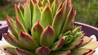 Echeveria Agavoides [upl. by Ilwain169]