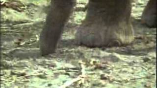 African elephant video Loxodonta africana 11 [upl. by Leimad740]