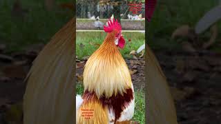 Top 10 Most beautiful roosters of fancy chicken breeds backyardchickens chickens fancychickens [upl. by Arehsat]