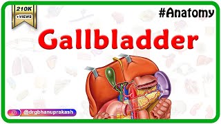 Gross Anatomy of Gallbladder Composition Structure Blood supply and Nerve supply [upl. by Ailuig617]