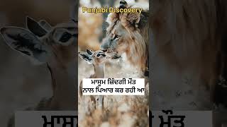 ਜ਼ਿੰਦਗੀ ਮੌਤ ਦਾ ਪਿਆਰ wildlifeawareness animals wildanimals bird wildliferehabilitation [upl. by Mullen628]